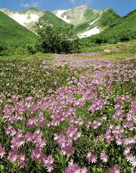 白山の高山植物 写真提供:吉澤康暢氏 白山の高山植物 写真提供:吉澤康暢氏